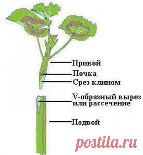 Какой грунт подойдет для герани. Как правильно пересадить герань в новый горшок. Уход за геранью после посадки
