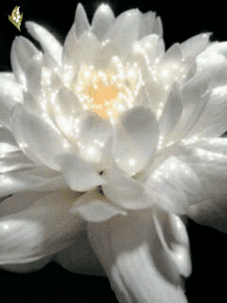Belka.gif (240×320)