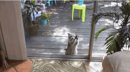 20 милейших енотов, которые никого не оставят равнодушными / Питомцы