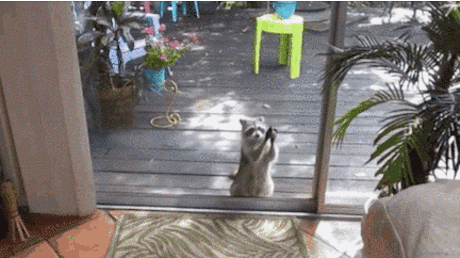 20 милейших енотов, которые никого не оставят равнодушными / Питомцы