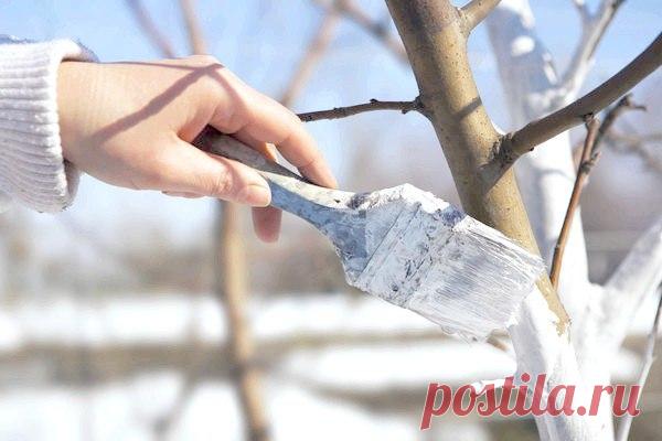 Побелка деревьев.

-предохраняет кору дерева от ожогов — зимних и ранневесенних, когда листвы, которая служит защитой от солнца, по естественным причинам попросту нет; 
-защищает от перепадов температур, а значит — предотвращает растрескивание коры (появление морозобоин);
-помогает защитить от насекомых-вредителей, личинки которых поселяются в коре.
Показать полностью…