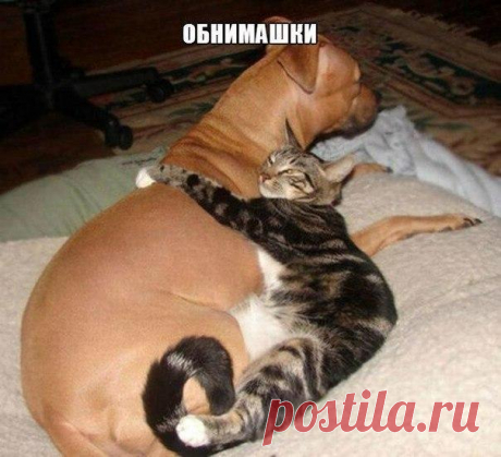 Смешные животные