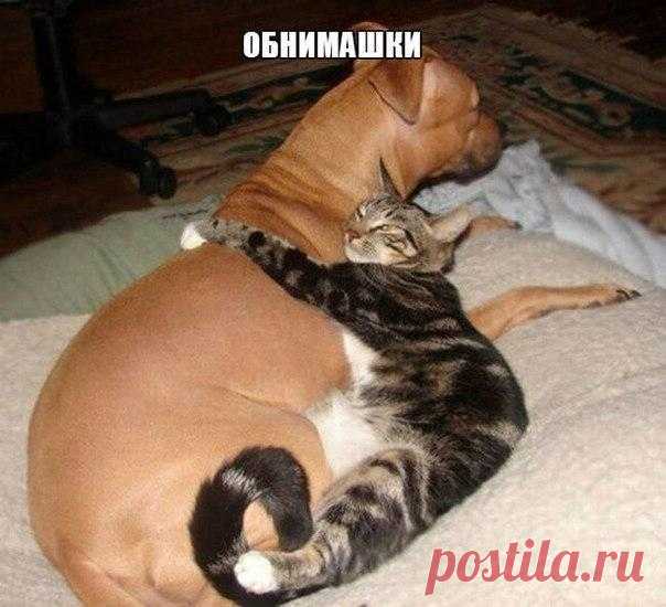 Смешные животные