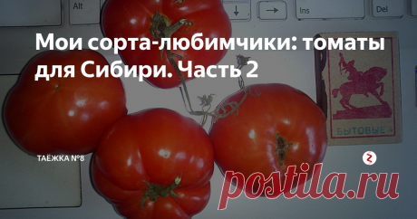 Мои сорта-любимчики: томаты для Сибири. Часть 2 ТОМАТ КРАСНАЯ ШАПОЧКА
Сорт низкорослый, до 60 см, к середине августа я почти не оставляю на нем листьев и видно, что помидоров не просто много, а очень много. Всем разрекламировала, теперь пол-деревни сажают КРАСНУЮ ШАПОЧКУ! Мы успеваем до заморозков, это важно- успеть и собрать, да еще и много собрать. Да, небольшие, но много и рано! Пасынковать не нужно, к колышкам привязываю- плодов много и кус