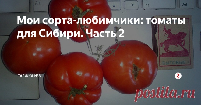 Мои сорта-любимчики: томаты для Сибири. Часть 2 ТОМАТ КРАСНАЯ ШАПОЧКА
Сорт низкорослый, до 60 см, к середине августа я почти не оставляю на нем листьев и видно, что помидоров не просто много, а очень много. Всем разрекламировала, теперь пол-деревни сажают КРАСНУЮ ШАПОЧКУ! Мы успеваем до заморозков, это важно- успеть и собрать, да еще и много собрать. Да, небольшие, но много и рано! Пасынковать не нужно, к колышкам привязываю- плодов много и кус