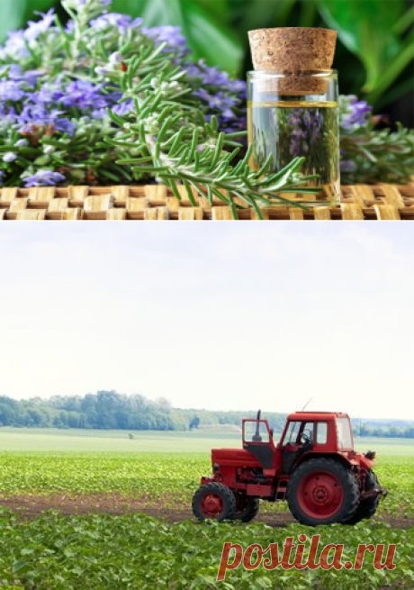 Самая сильная трава для суставов, мозгового кровообращения, сосудов, сердца, надпочечников, кожи, волос и не только!