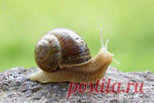 КАК ИЗБАВИТЬСЯ ОТ УЛИТОК — И НЕ НАВРЕДИТЬ САДУ? 7 полезных советов - "Моя Дача" - lihacheva_51@mail.ru - Почта Mail.Ru