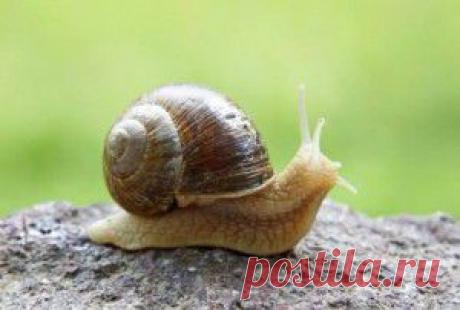 КАК ИЗБАВИТЬСЯ ОТ УЛИТОК — И НЕ НАВРЕДИТЬ САДУ? 7 полезных советов - "Моя Дача" - lihacheva_51@mail.ru - Почта Mail.Ru