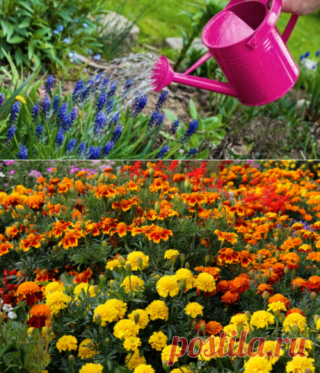 Как правильно поливать растения. Летний полив растений: правила и полезные советы. Когда и как правильно поливать: вода, время суток, частота полива.