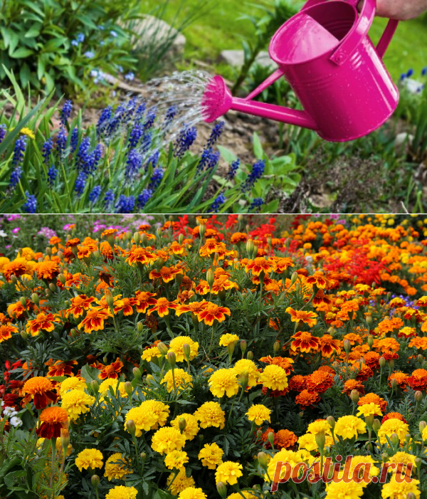 Как правильно поливать растения. Летний полив растений: правила и полезные советы. Когда и как правильно поливать: вода, время суток, частота полива.