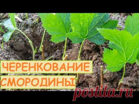САМЫЙ ЛУЧШИЙ СПОСОБ РАЗМНОЖЕНИЯ СМОРОДИНЫ В ИЮЛЕ. РАЗМНОЖЕНИЕ СМОРОДИНЫ ЗЕЛЕНЫМИ ЧЕРЕНКАМИ.