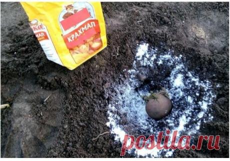 С одного ведра картошки накопаем 10 ведер, если подкормим по-народному — крахмалом | Маленький сад на краю Вселенной | Яндекс Дзен