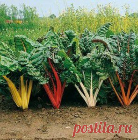 Салат с мангольдом | ЖЕНСКИЙ МИР