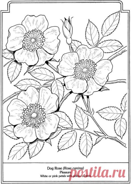 (24) Welcome to Dover Publications | Young at Heart