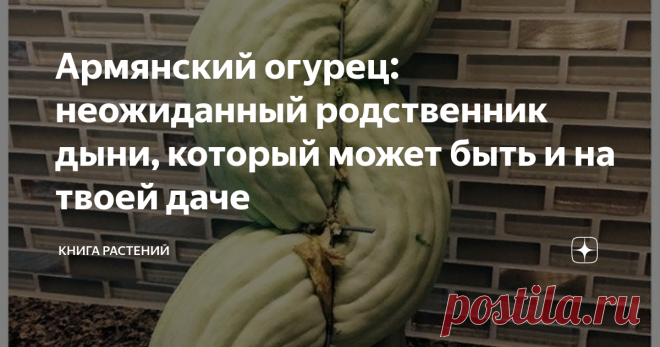 Армянский огурец: неожиданный родственник дыни, который может быть и на твоей даче Осень пришла, а значит возбуждение дачников, как мы знаем, только нарастает. Если ты – родственник такого огородного фаната, то можем лишь искренне посочувствовать. Мы знаем, что весь август ты бегал по огуречным грядкам и собирал долгожданные плоды своей бабушки, потом долго их намывал, обрезал и штамповал закатки. А теперь на подходе помидоры, и ты с ужасом смотришь, как твои выходные, а может