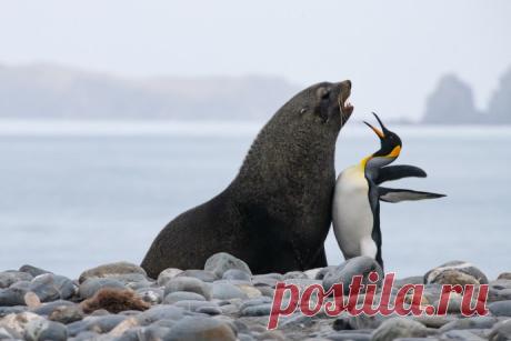 Самые смешные фотографии животных