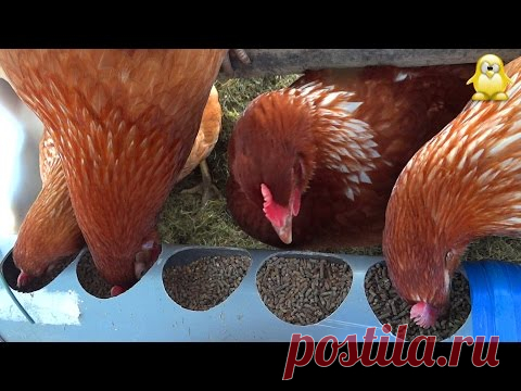 Постройте 1 курятник 4/6. Чистка, укладка, полив, кормушка.