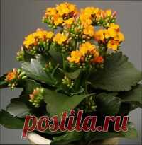 Растение каланхое, уход в домашних условиях
