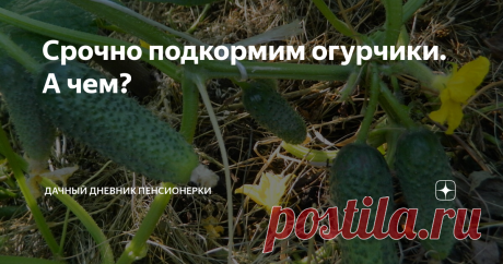 Срочно подкормим огурчики. А чем? Огурчики сейчас очень нуждаются в подкормках. Вообще им сейчас нужно две вещи – влага и питание. Чем же лучше всего подкормить огурчики?
