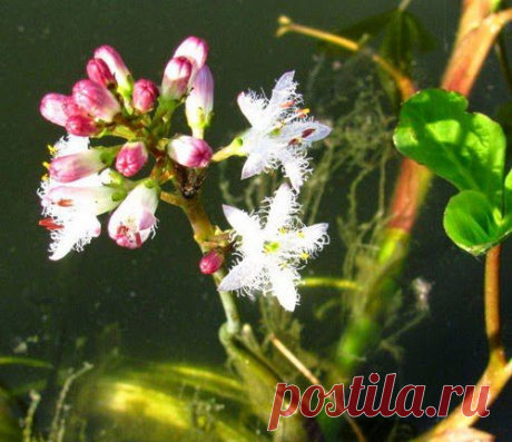 Вместо соли – порошок из трифоли | Друг пенсионера
Люди часто страдают от заболе­ваний желудочно-кишечного тракта. Я сам много лет мучился от вялого пищеварения и гастрита с пониженной кислотностью.