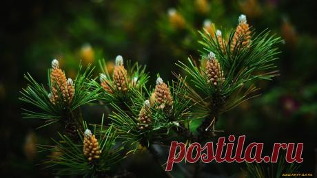 природа