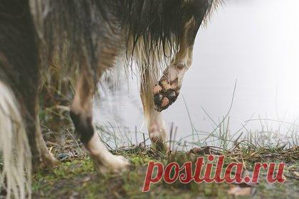 Бродячая собака напала на российского депутата. Депутат Законодательного собрания Пермского края Дмитрий Кожанов рассказал о нападении на него бродячей собаки. После случившегося он поднял вопрос контроля над бездомными животными на пленарном заседании заксобрания. В ветеринарной инспекции с интересом отнеслись к ряду высказанных предложений, отметил Кожанов.