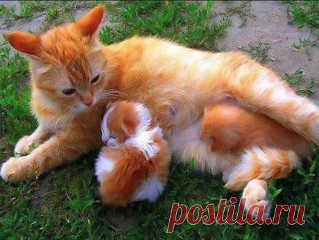 Рыжий папа, рыжий дед. Рыжий брат и наш сосед. Только мама золотая. Я люблю тебя родная!...