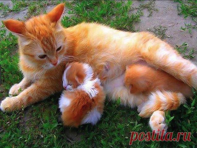 Рыжий папа, рыжий дед. Рыжий брат и наш сосед. Только мама золотая. Я люблю тебя родная!...