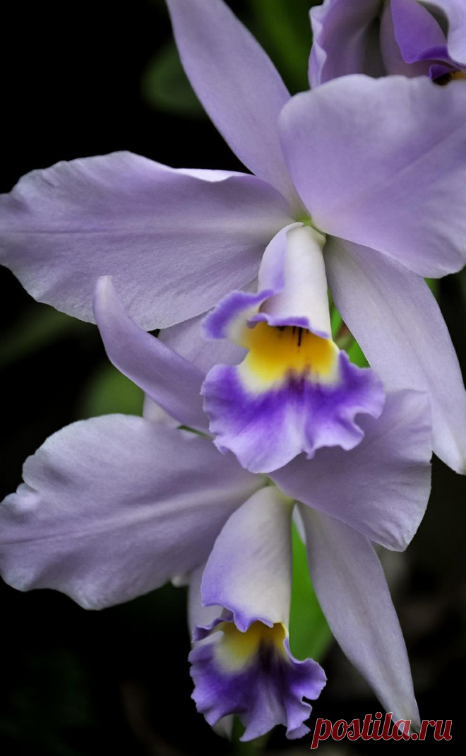 Orchid