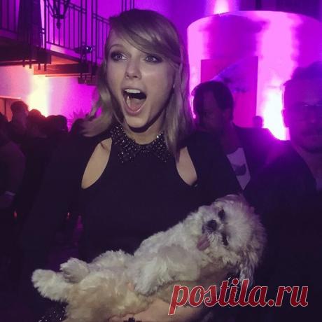 Собака Марни, которая живет насыщенной жизнью!