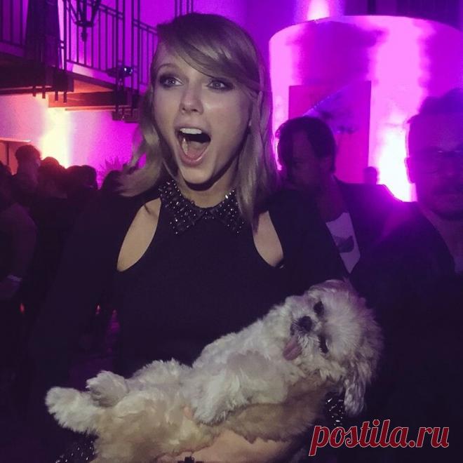 Собака Марни, которая живет насыщенной жизнью!