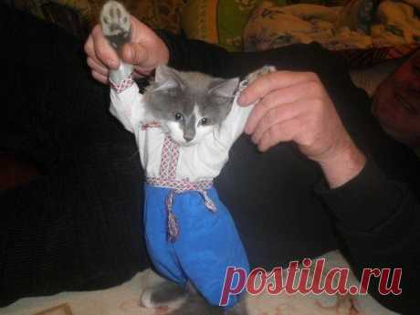 украинский котик