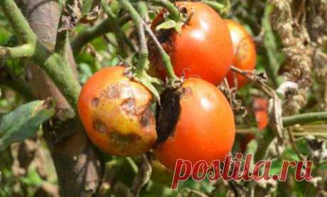 Фитофтороз на томатах и картофеле: меры борьбы и профилактика — Ⴚα∂ ℨα୮০τ০Ᏸҡα