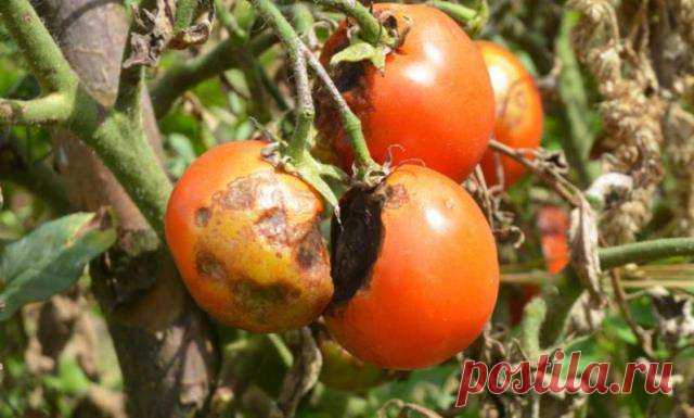 Фитофтороз на томатах и картофеле: меры борьбы и профилактика — Ⴚα∂ ℨα୮০τ০Ᏸҡα