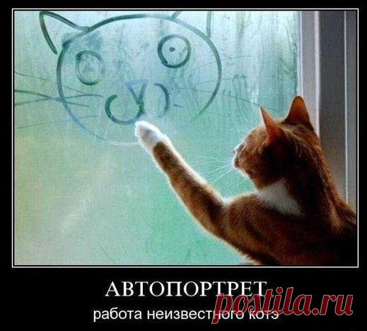 котэ прикол