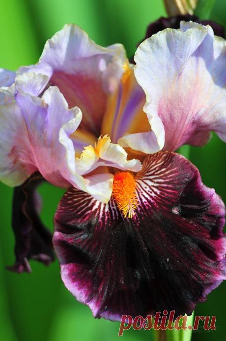 Прекрасные ирисы..