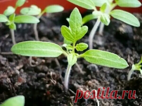 Что любит рассада томата после всходов: 5 первых дел определяют урожайность. Предупреждаем вытягивание, ускоряем закладку кистей | В саду у Валентинки | Яндекс Дзен