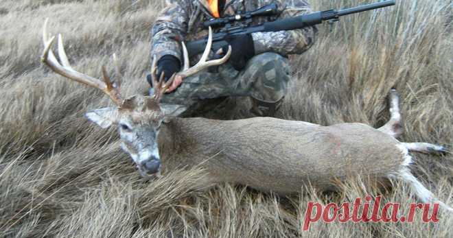 Stop the Township Council from killing wildlife/deer The deer are loved by many in our town, many like to share the earth with them. Killing them because some Council Members hate wildlife and others like to kill them is no reason to allow these few to have them hunted and killed in this brutal way. Fifty percent of deer shot by arrows do not die but live to die a painful slow death from the wound. We must stop this madness, help me to prohibit the killing of deer.
