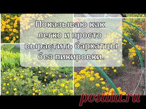 Сажаем Бархатцы (тагетес)  так, что бы обойтись без пикировки. Как вырастить Бархатцы без заморочек.