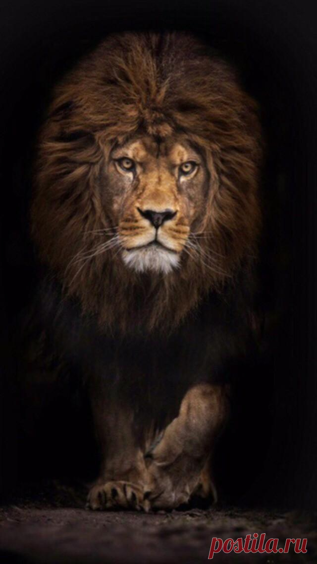 🐯🐱