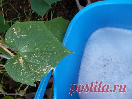 20 способов использования хозяйственного мыла