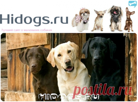 Черный лабрадор и разновидности окраса, шоколадные лабрадоры