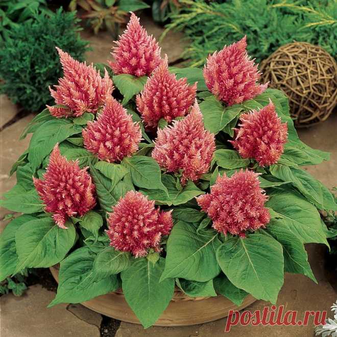 целозия фото цветов: 3 тыс изображений найдено в Яндекс.Картинках