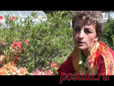 Рододендроны Как добиться пышного цветения. Сайт &quot;Садовый мир&quot;&quot; - YouTube