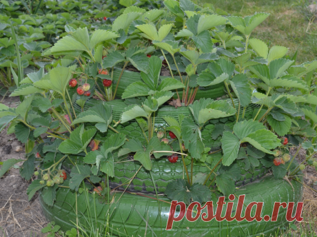 Необычное оформление грядок для клубники | На грядке | Яндекс Дзен