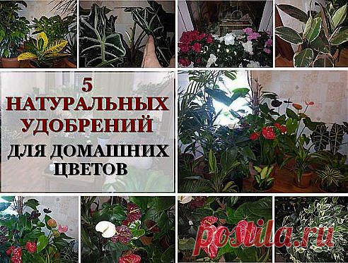 (3) Одноклассники