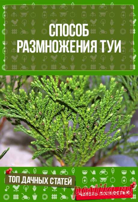 Класс!!! ОЧЕНЬ ПРОСТОЙ СПОСОБ РАЗМНОЖЕНИЯ ТУИ  попробовать осенью
