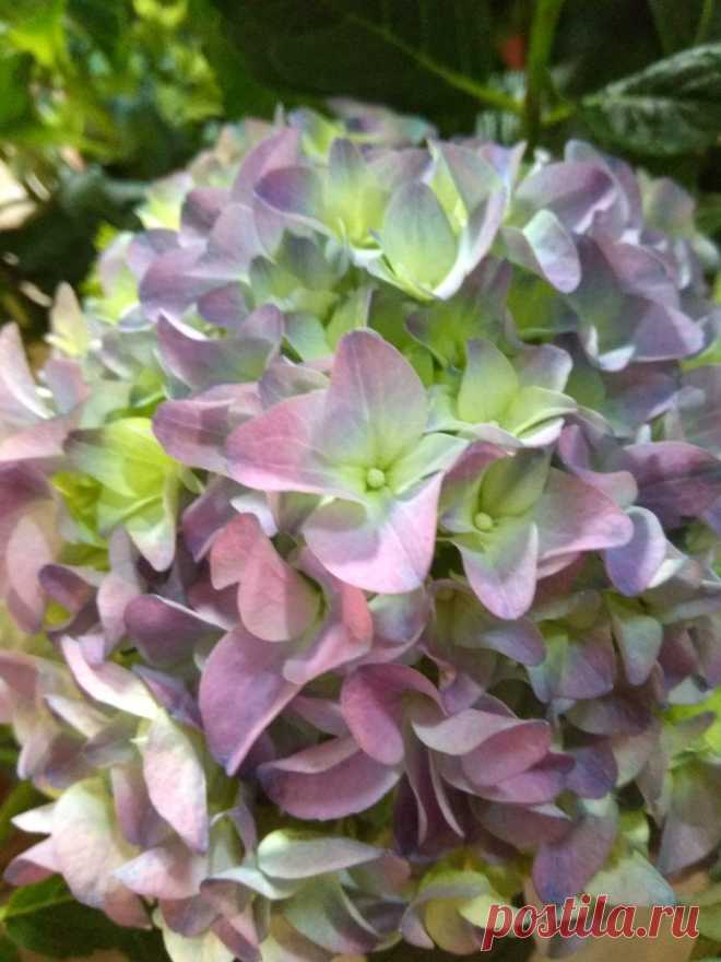 🌹Цветы▪Фоамиран▪Глина▪Холодный фарфор🌹