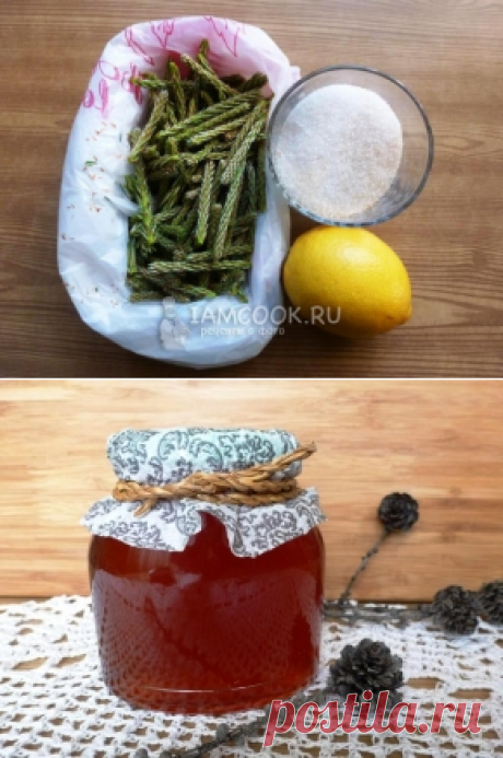 Рецепт приготовления мёда из сосновых побегов.