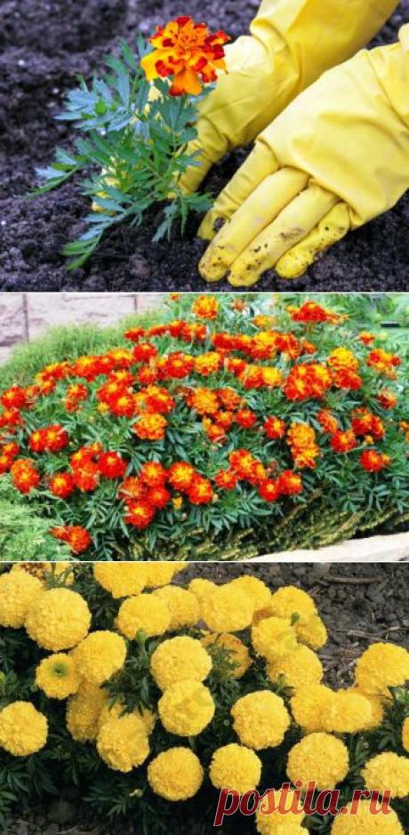 (+1) тема - Как выращивать бархатцы от посева до сбора семян | 6 соток
